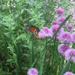 Holistic OT Yoga and Meditation Retreat : : September 29 & 30 Holistic OT Yoga and Meditation Retreat : : September 29 & 30
