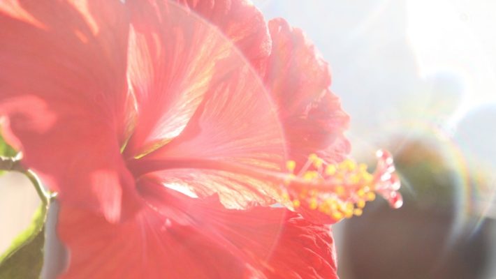 Protected: Intentions for the New Year (Jan 2014)