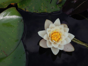 lotus