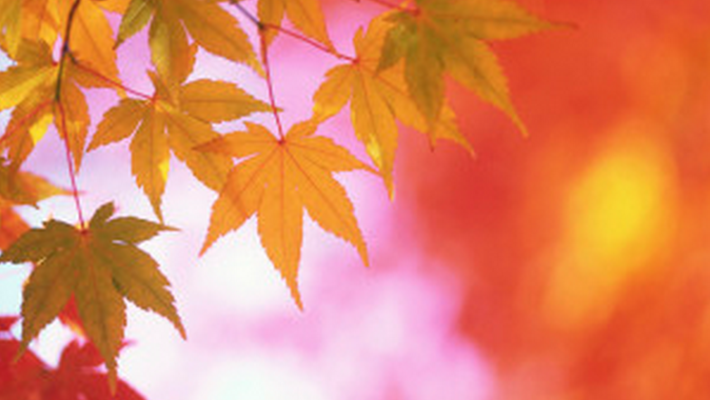 Transition to Autumn and Holistic Health Tips