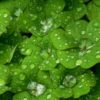 Go Green this St. Patrick’s Day for the Environment