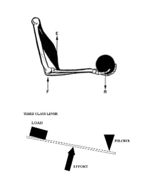 A New Paradigm: Biotensegrity | Holistic Occupational Therapy Community