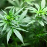 Cannabis and Occupational Therapy Cannabis and Occupational Therapy