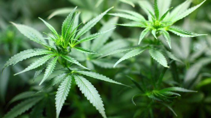 Cannabis and Occupational Therapy